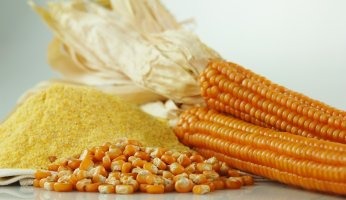 Ricerca: capire la celiachia per combatterla