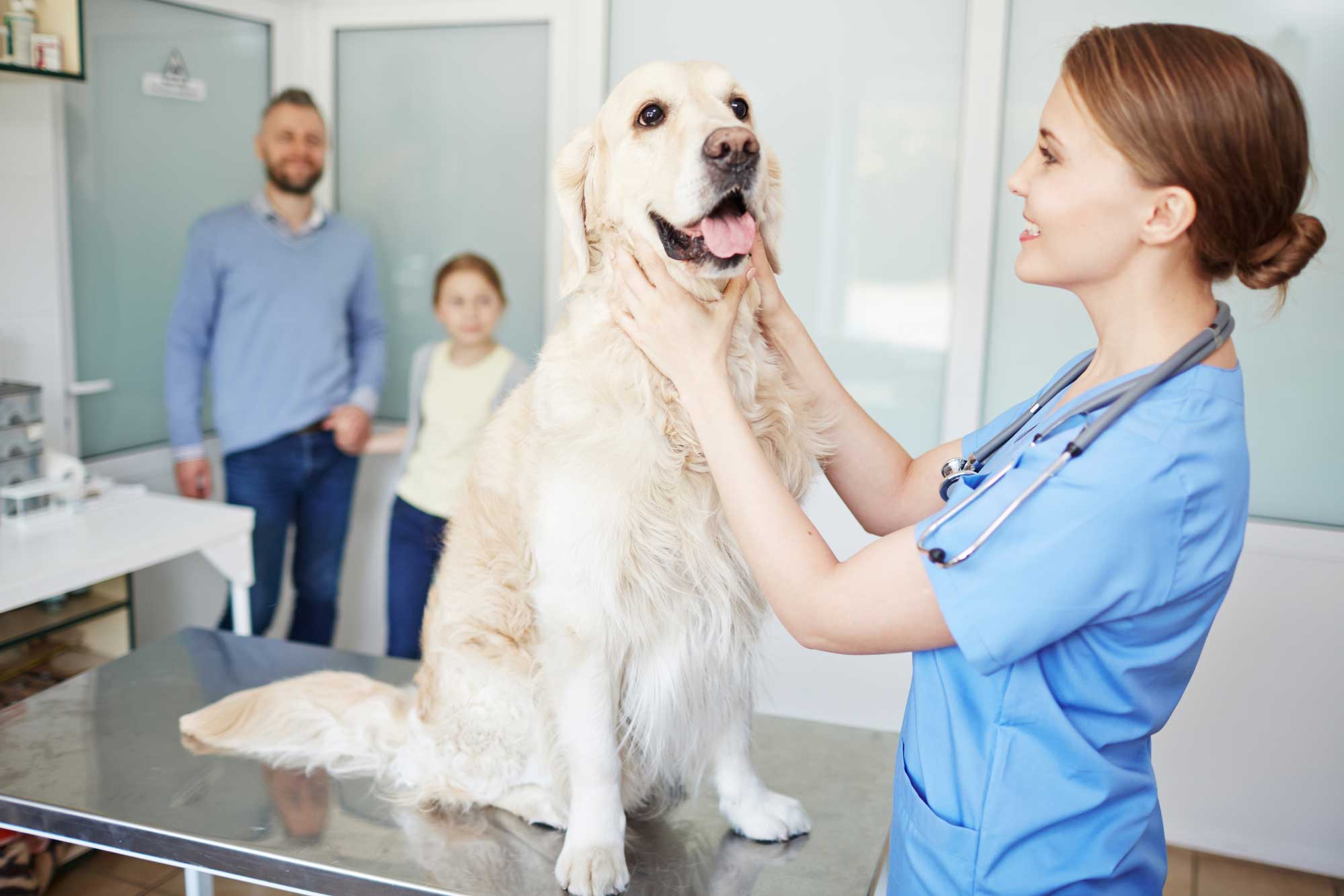 Come diventare veterinario: studi, mansioni e stipendio Come diventare veterinario: studi, mansioni e stipendio